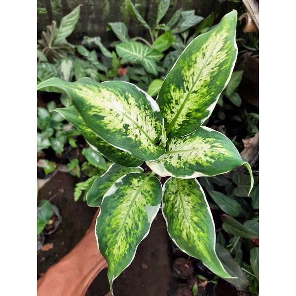 Tanaman hias diven sparkle anakan