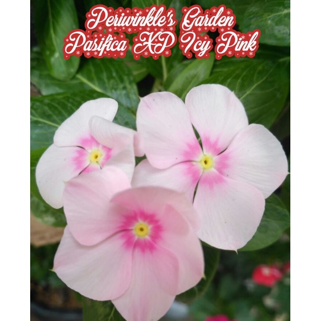 BENIH FRESH BUNGA CANTIK VINCA JUNTAI/GANTUNG PACIFICA XP ICY PINK