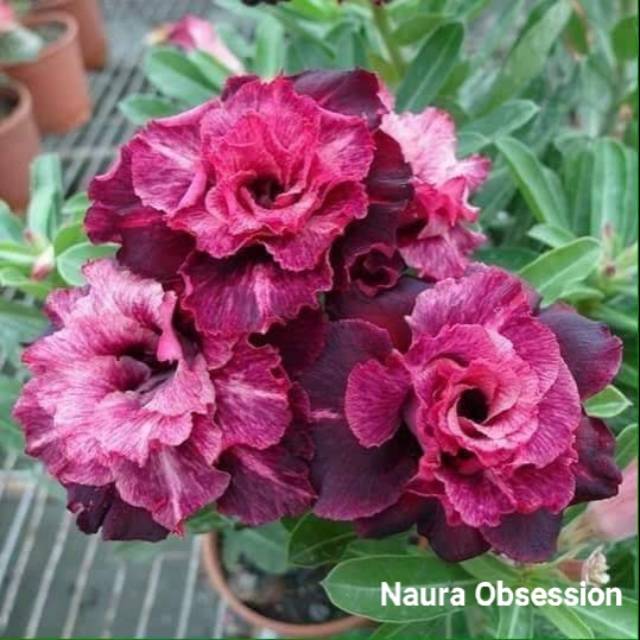 Bibit Bunga Kamboja Adenium Naura Obsession - Tanaman Hias