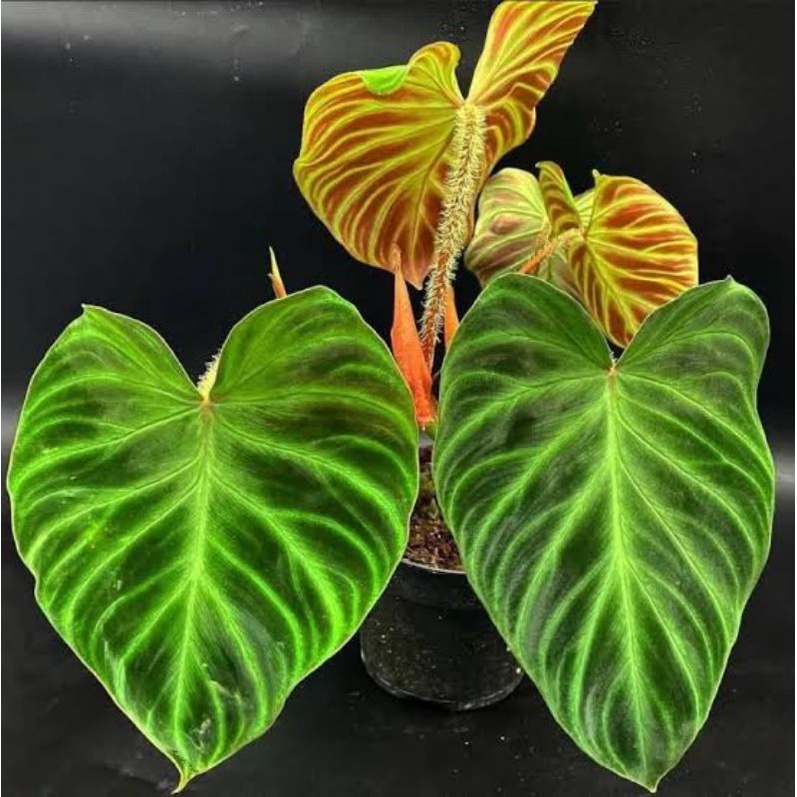 philodendron verrucosum