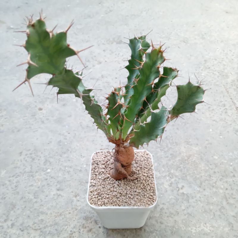 Euphorbia Buruana