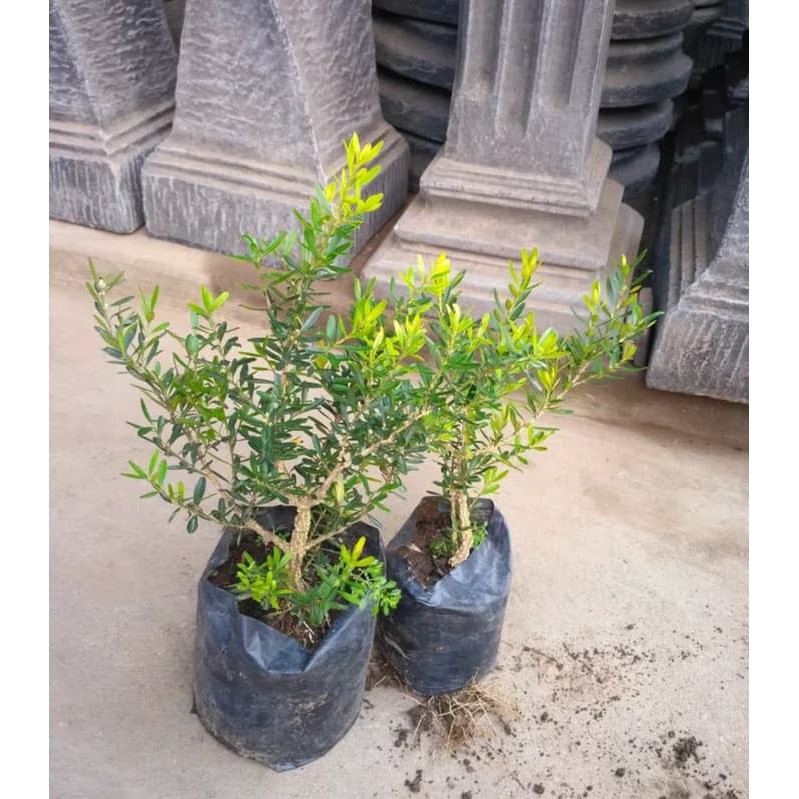 Promo 3 Bibit Pohon Boksus Boxsus Bahan Bonsai Promo