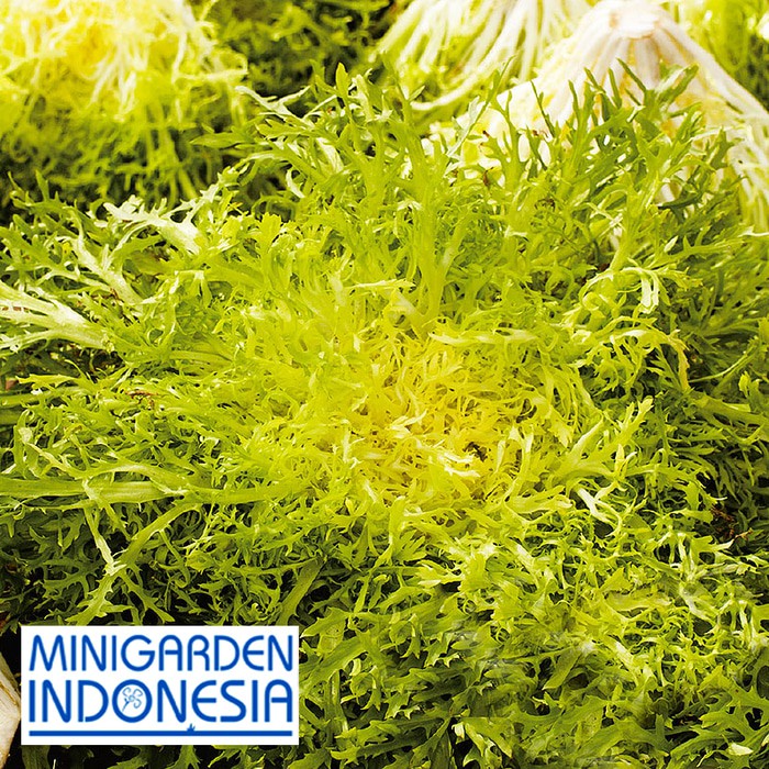 60 BIJI Benih SELADA hijau Endive FIne de Louviers F1 IMPORT ITALY bibit sayuran lettuce hidroponik