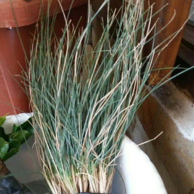 Tanaman Hias Rumput Biru - Festuca Glauca