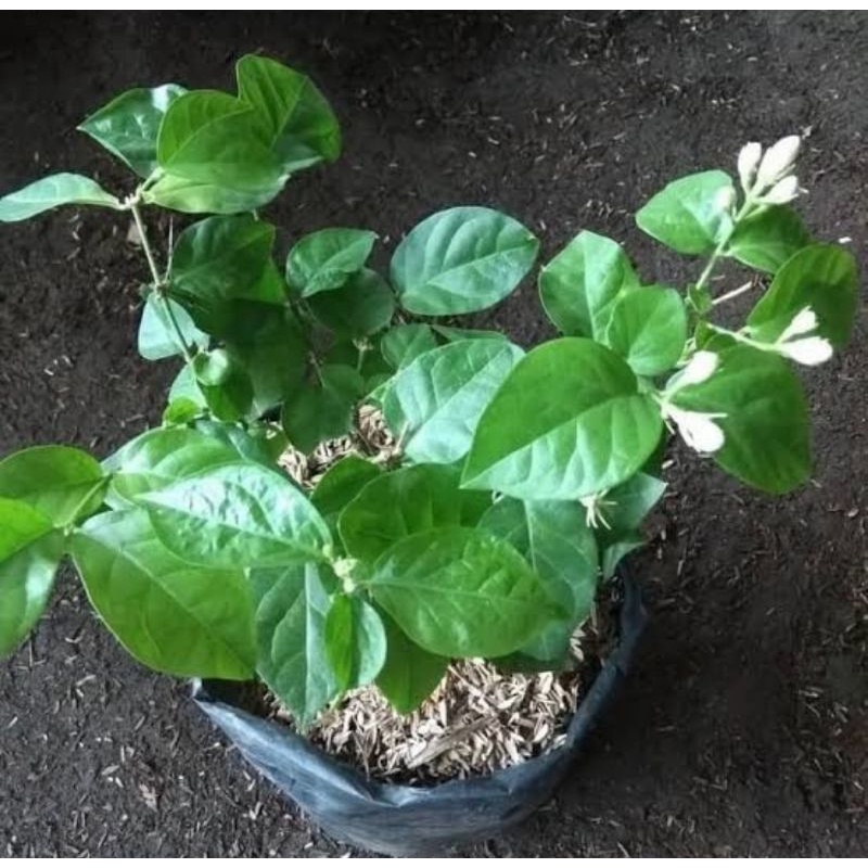 Bibit pohon bunga melati/Tanaman bunga melati