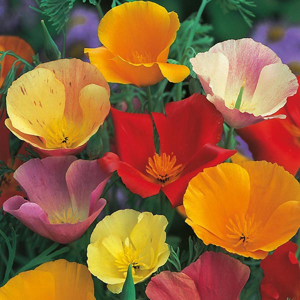 Benih Bibit Biji - Bunga California Poppy Single Mixed Flower Seeds - IMPORT