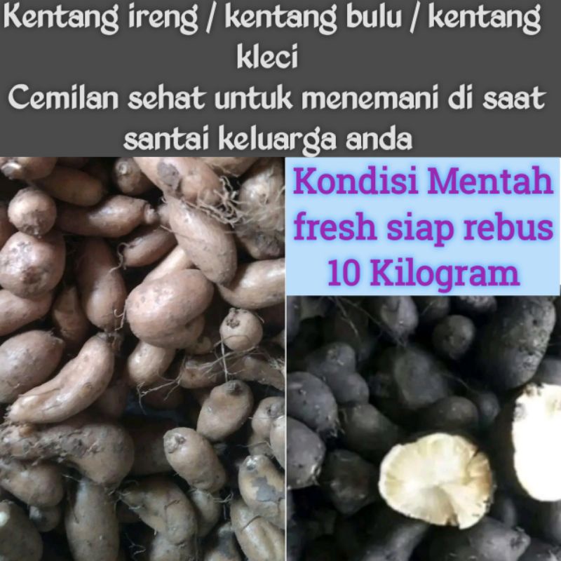 

Kentang kleci kentang ireng kentang bulu kentang hitam 10 kilogram