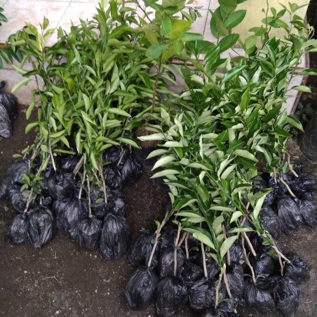 Bibit Santang Madu Valid