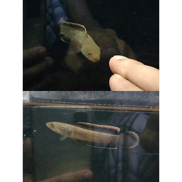 2 ekor limbata 9cm mental gacor