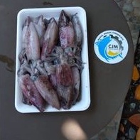

Ikan Cumi cumi segar fresh Beku