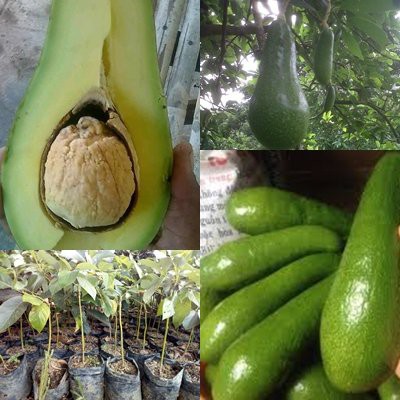 Bibit Alpukat Aligator Jumbo