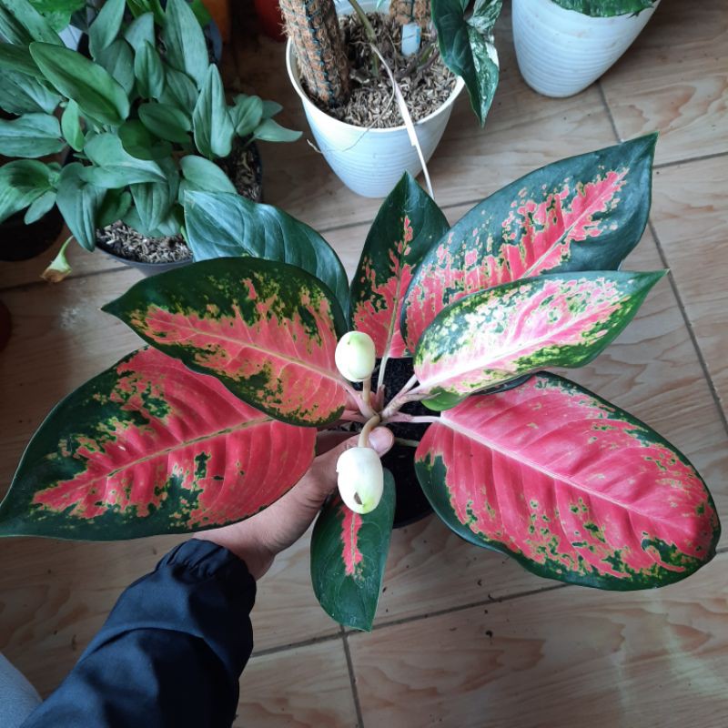 aglonema kocin bibit aglonema kocin