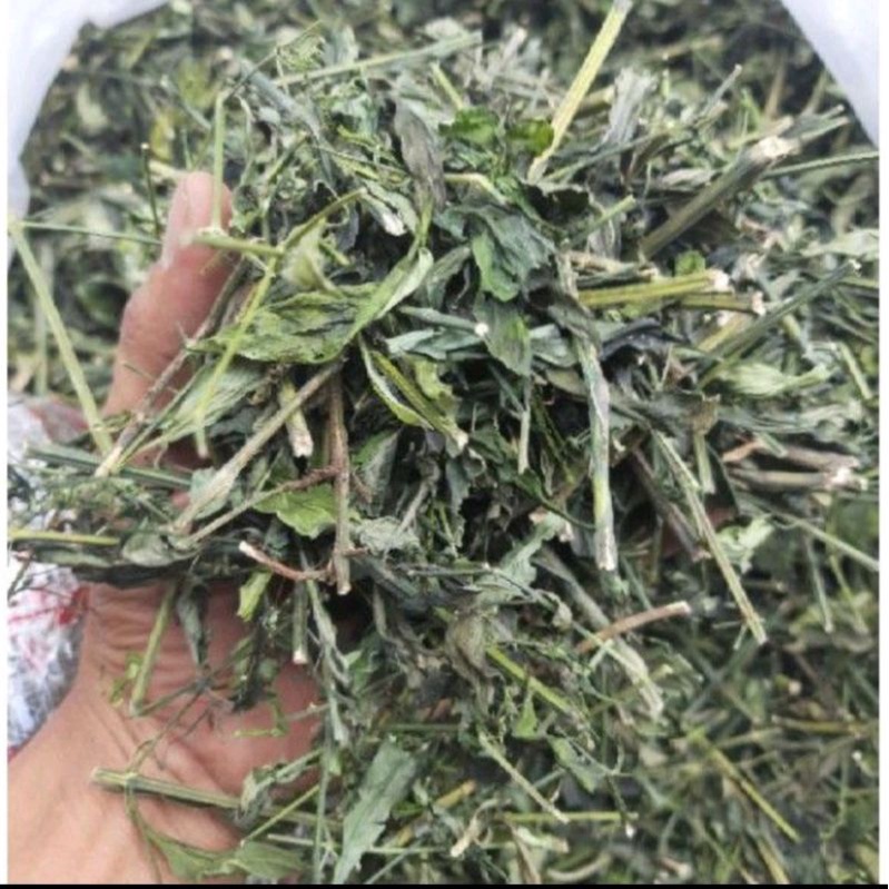

daun sambiloto kering asli siap seduh
