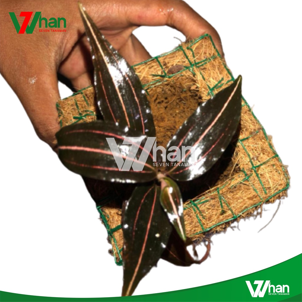 ANGGERIK ANOECTOCHILUS REINWARDTII LUDISIA WHAN7 TANAMAN