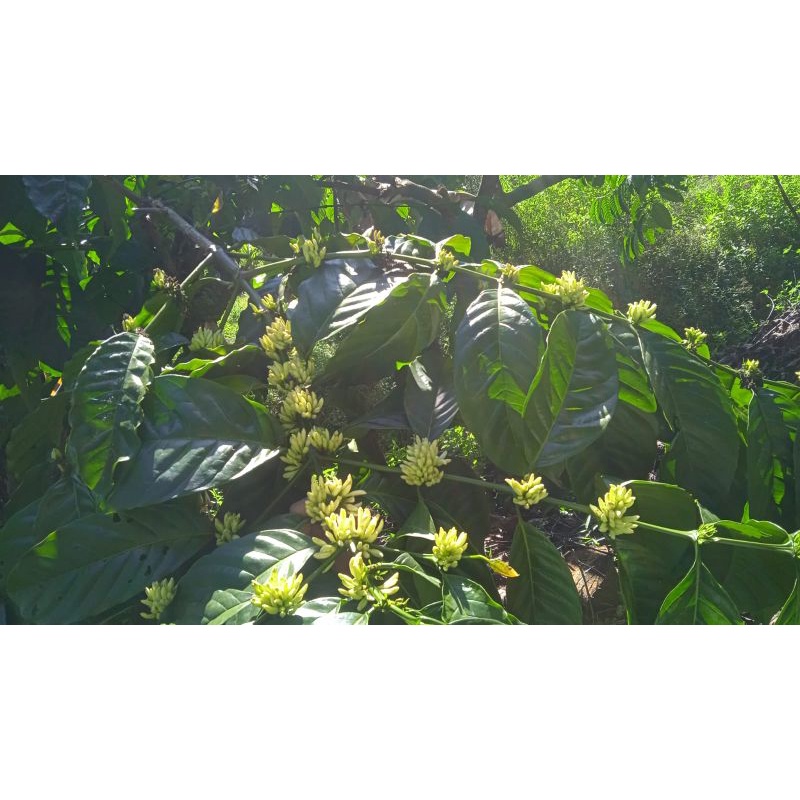 Madu Original nektar multiflora madu murni asli Omah tawon grade A tanpa proses apapun 1kg
