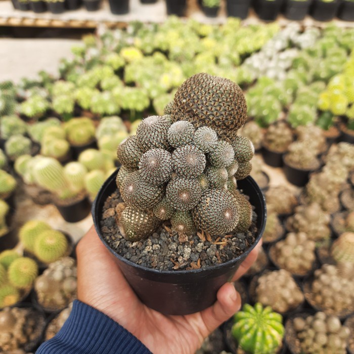 kaktus rebutia ownroot cluster