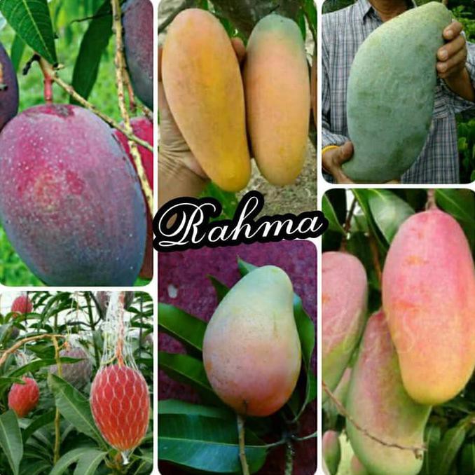 CL3N PAKET 6 BIBIT MANGGA(IRWIN,CHOKANAN,MAHATIR,YUWEN,ARUMANIS,MAHACHANOK) TERLARIS"