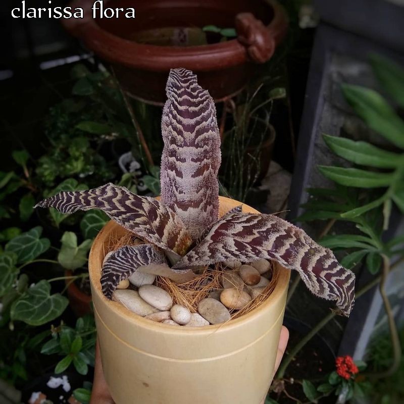 TANAMAN UNIK SANSIVERA TOKEK