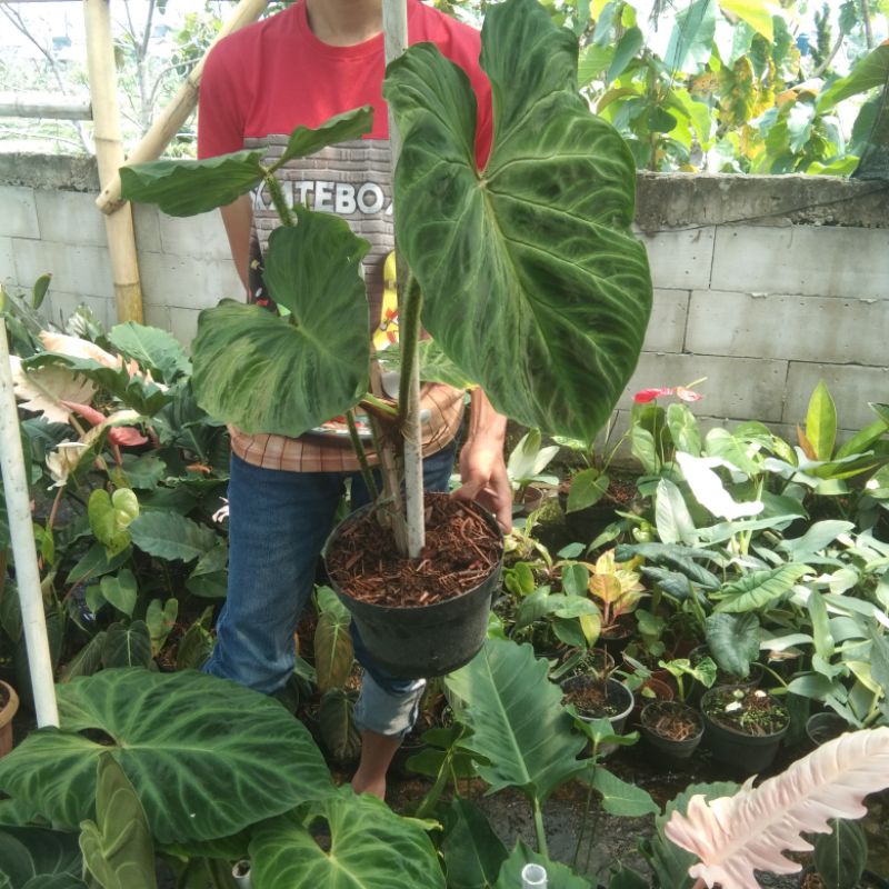 tanaman verucosum jumbo