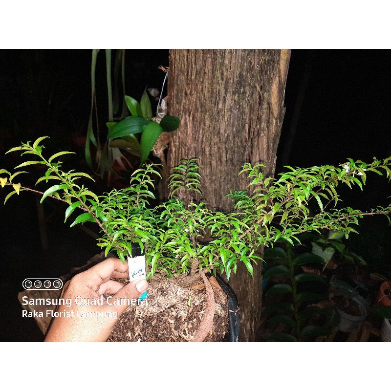 Bahan Bonsai Anting Putri Mikro | Jumbo Size
