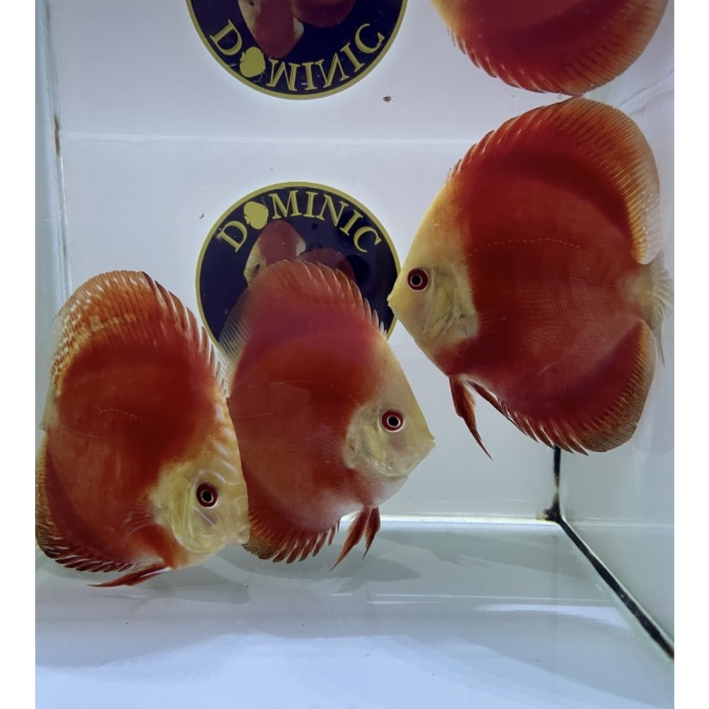 DISCUS RED MELON RM DAN ALENQUER SIZE 3 INCH UP - Red Melon