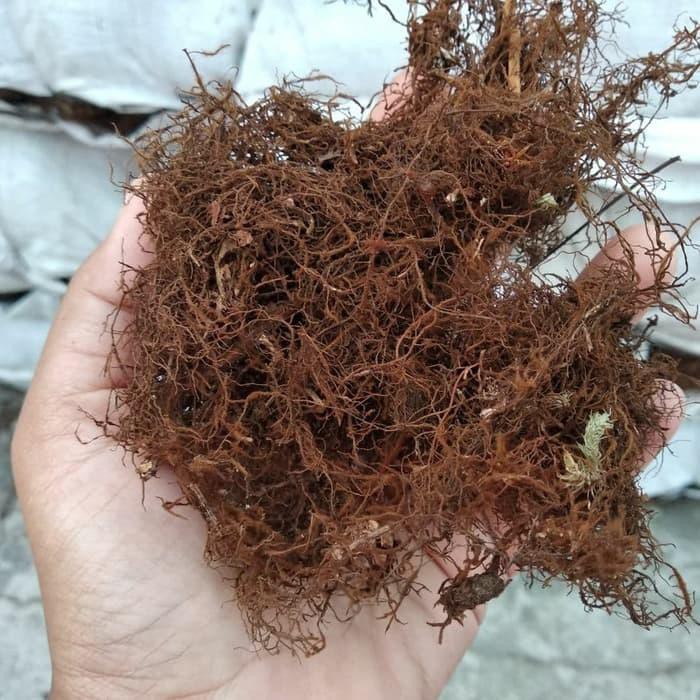 MOSS AKAR KADAKA 1KG
