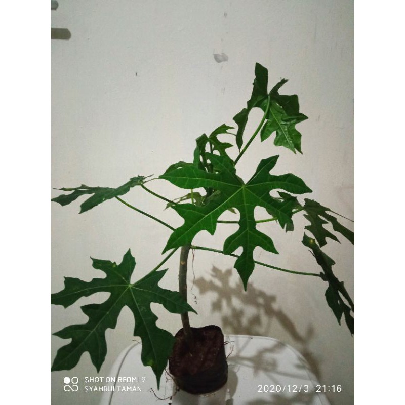 tanaman singkong pepaya jepang - daun pepaya sayur