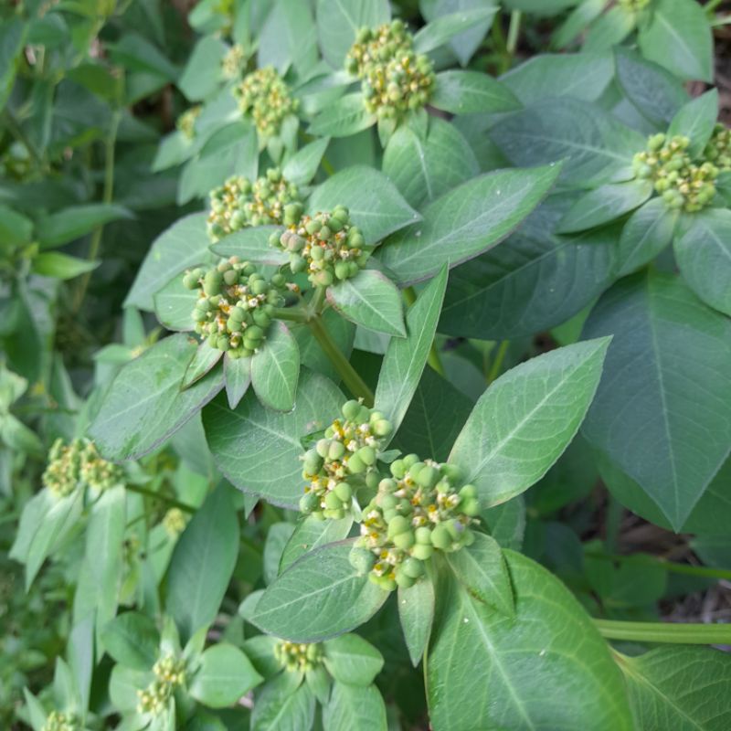 

Daun kate mas Berakar atou Patik mas Suduk mantul kate mas Segar Herbal pelangsing badan penurun berat badan dan pelancar BAB dll per 500 grm