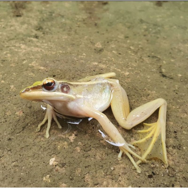 Kodok Sawah - Katak Sawah - Pakan Ikan Predator - Beli 10 Gratis 1 Ekor