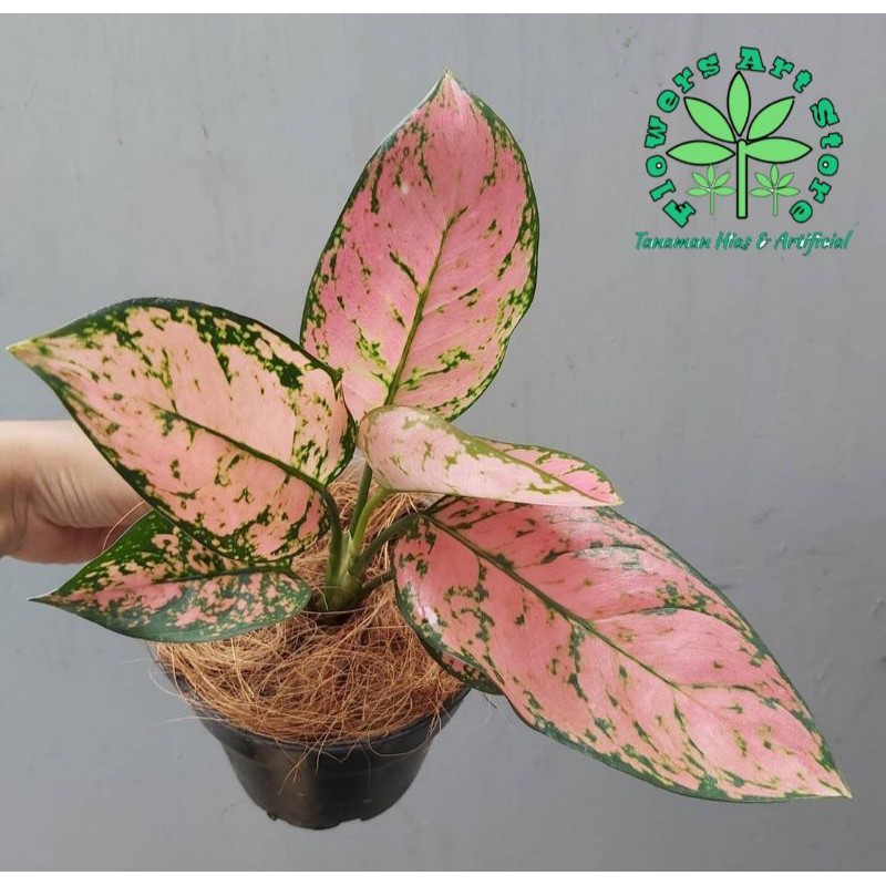 Tanaman Hias Aglonema Lady Valentine Ukuran Remaja - Aglonema Murah