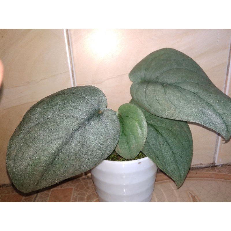 scindapsus silver hero/platinum