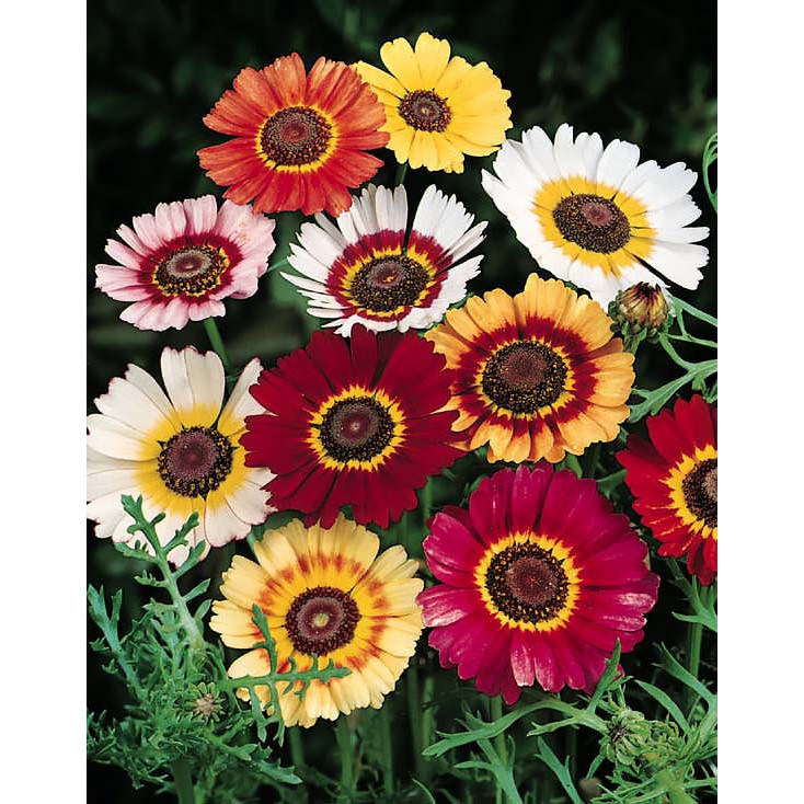 Benih Bibit Biji - Bunga Chrysanthemum Painted Daisy Krisan Tricolor (Chrysanthemum carinatum) Flower Seeds - IMPORT