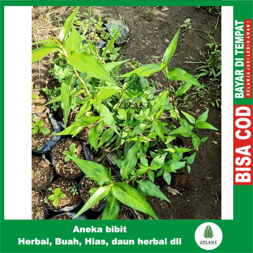 Bibit Tanaman Kesum Daun Kesum Daun Laksa Tanaman Herbal