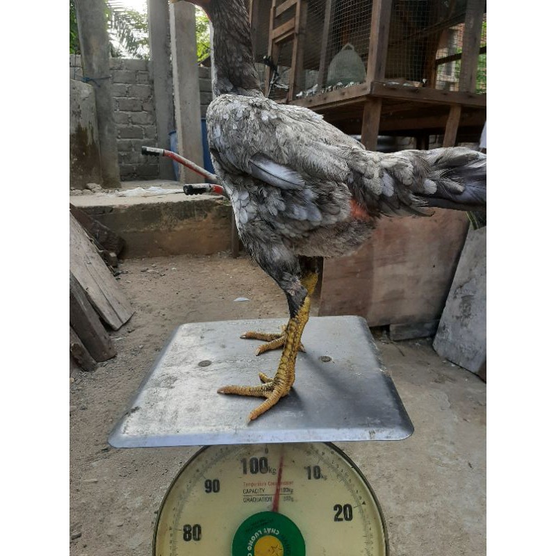 

telur ayam bangkok super