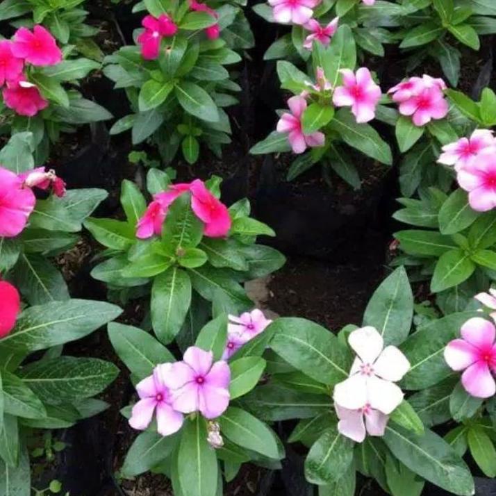 ☻ tanaman hias gantung vinca juntai bunga hidup tanaman hias outdoor bunga vinca bibit ✈