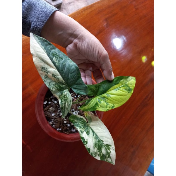 Syngonium Aurea Variegated