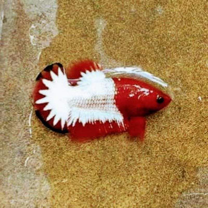 paket 10 ekor ikan cupang ( FCCP )