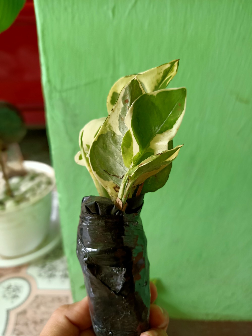 Tanaman Hias Srigading Koin-tanaman Gantung