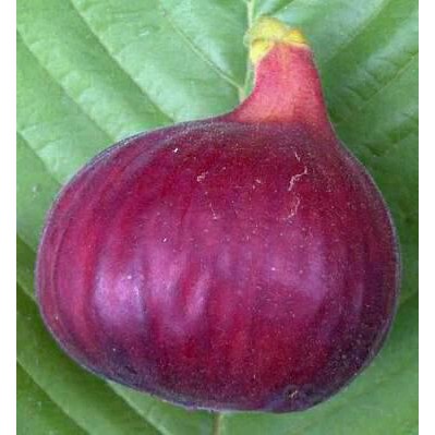 Bibit Pohon Tin Jenis Red Palestine Buah Manis dan Besar | Tanaman Pohon Tin Merah