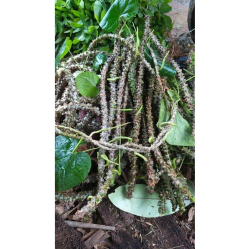 

Batrawali/Brotowali/Patrawali Segar Fresh 500Gram Murah