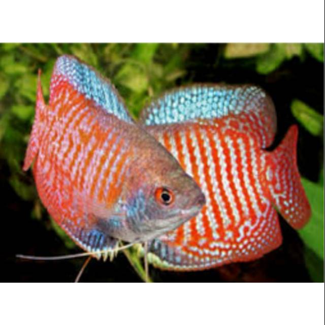 Ikan hias sepat Ralis 1 pasang Shopee Indonesia Ikan hias sepat Ralis 1 pasang Shopee Indonesia