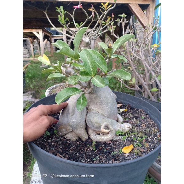 Jual Arabicum adenium big size Shopee Indonesia