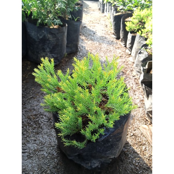 Cemara golden/Cemara ren golden