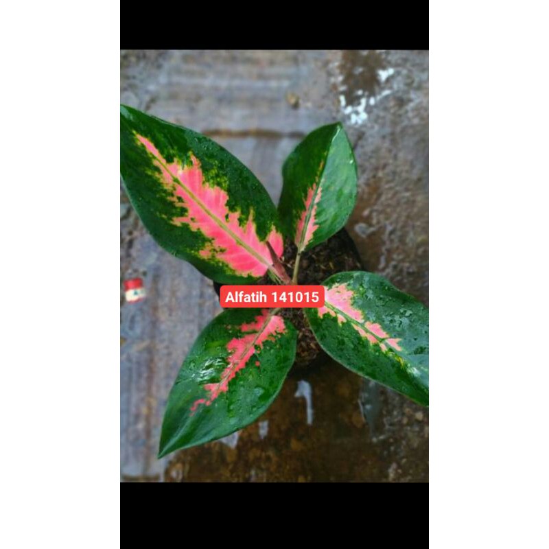 PROMO//Tanaman hias aglonema red kochin-Aglonema red kochin-Tanaman hias-Red kochin-PROMO Aglonema