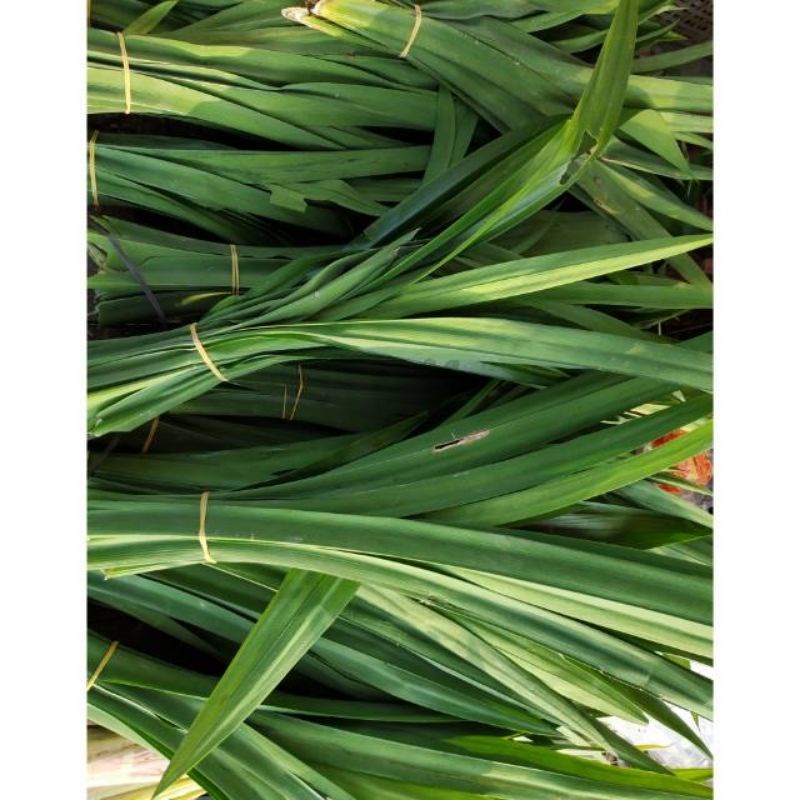 

Daun Pandan 1 Ikat