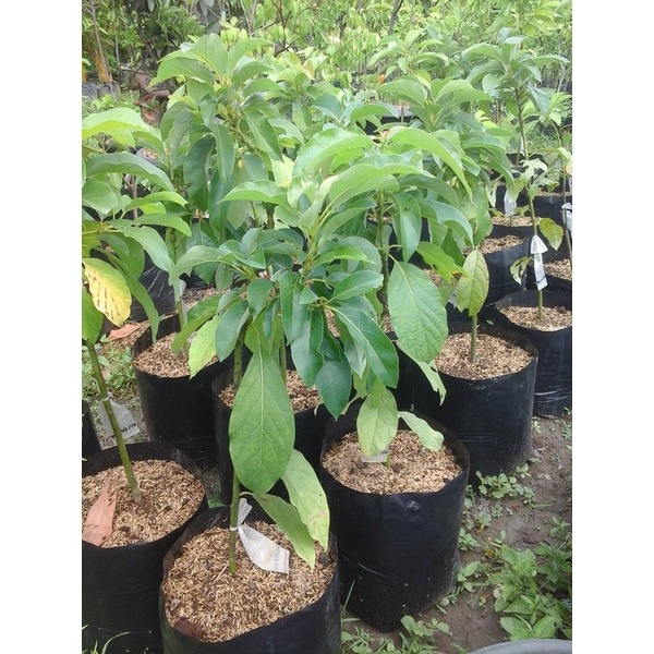 BIBIT TANAMAN BUAH ALPUKAT ALIGATOR