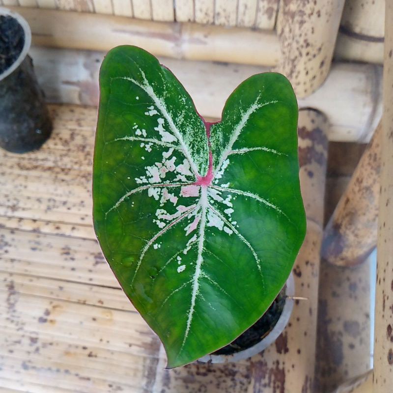 Keladi Pink Cloud kak Metta