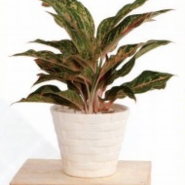 Tanaman Hias Aglaonema Butterfly - Aglonema Butterfly Murah