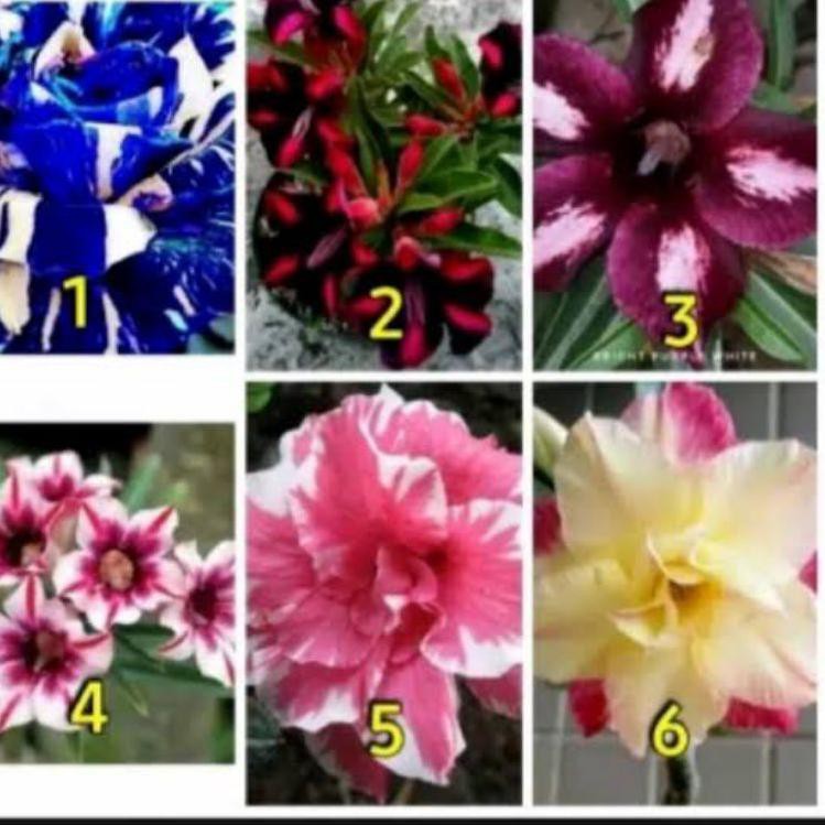 SALEE.. PROMO KAMBOJA JEPANG PROMO HEMAT PAKET 6 KAMBOJA JEPANG BONGOL BESAR - BUNGA ADENIUM