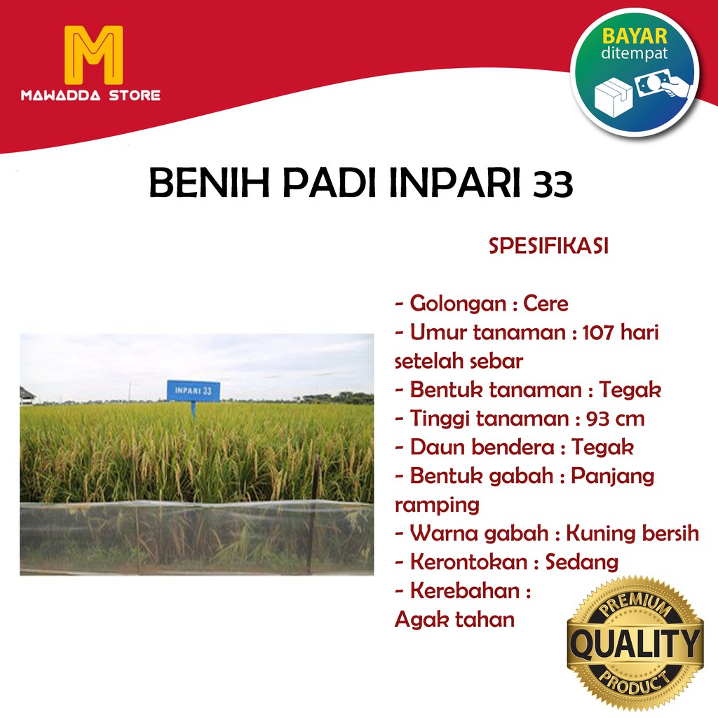 Biji Padi Unggul Inpari 33